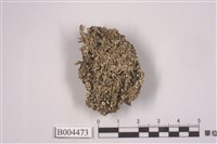 藏品(麩石蕊)的圖片